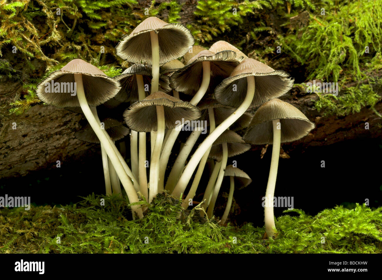 Cap d'encre brillant à maturité, Coprinus micaceus. Banque D'Images