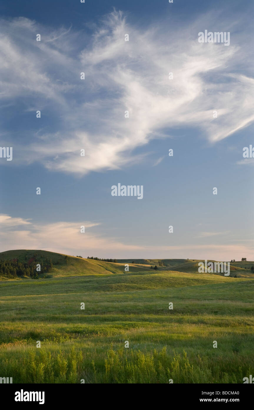 Le long de la prairie Wildlife Loop Road, Custer State Park, le Dakota du Sud Banque D'Images