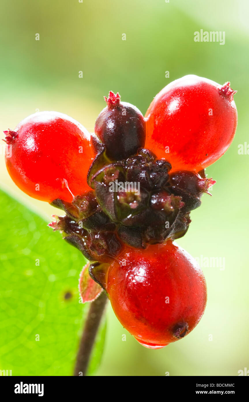 Chevre Fruits Rouges Chèvrefeuille aux fruits rouges Banque de photographies et d’images à ...
