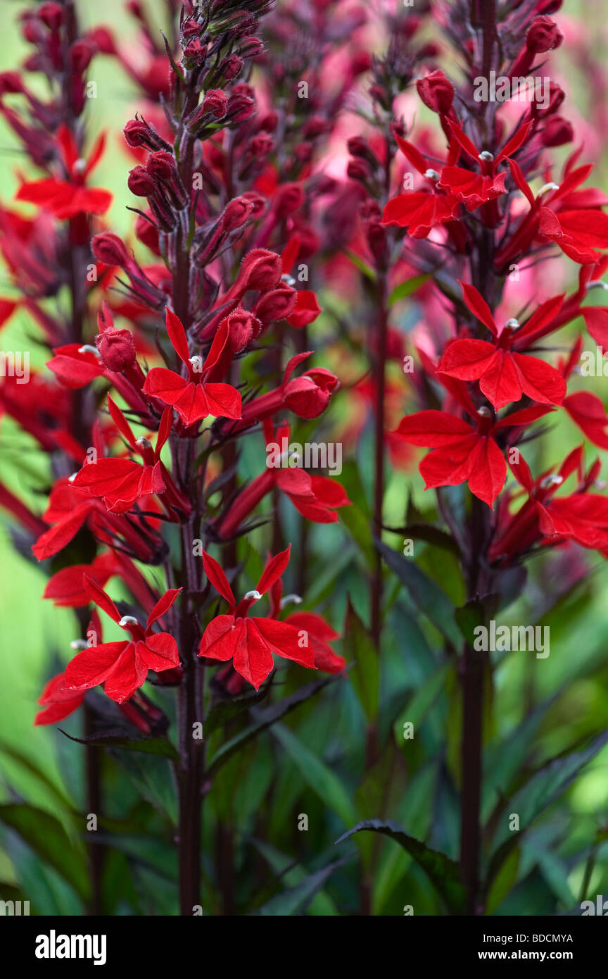 Lobelia cardinalis fan scarlet fleurs Banque D'Images