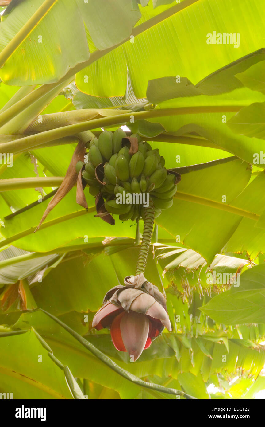 L'usine montrant banane fruits et fleurs entouré par les grandes feuilles Banque D'Images