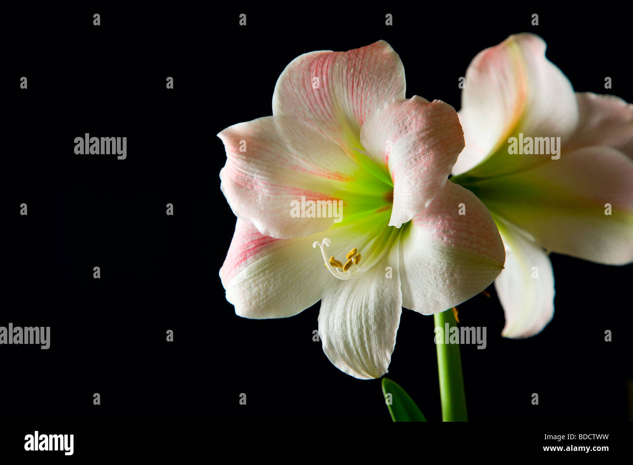 AmaryllisLily Banque D'Images