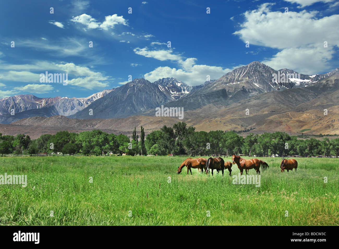 Les chevaux vivant à l'Est de la Sierra Nevada Banque D'Images Les chevaux vivant à l'Est de la Sierra Nevada Banque D'Images