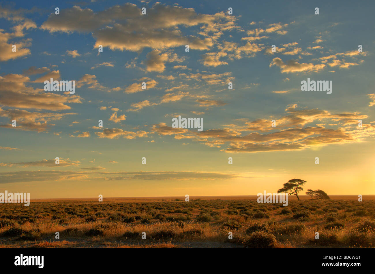 La savane au coucher du soleil dans le parc national d'Etosha en Namibie Banque D'Images
