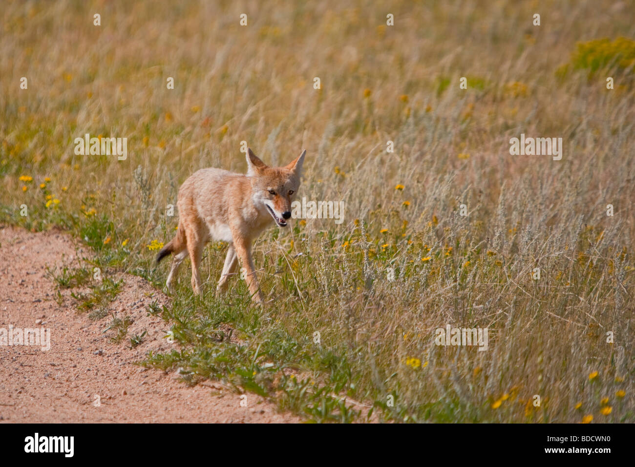 Dans les domaines de chasse du Coyote (Canis latrans) Banque D'Images