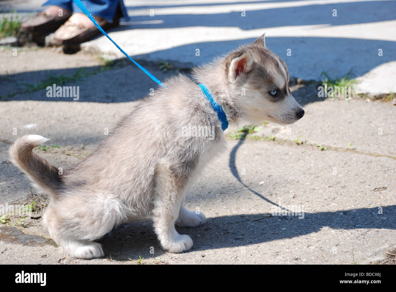 Chien Banque D'Images