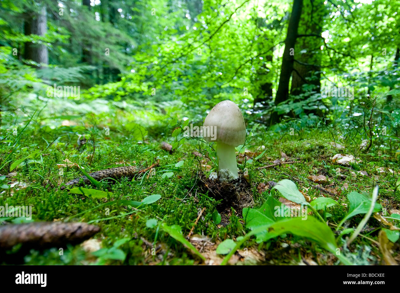 Dans une forêt alpine de champignons Banque D'Images