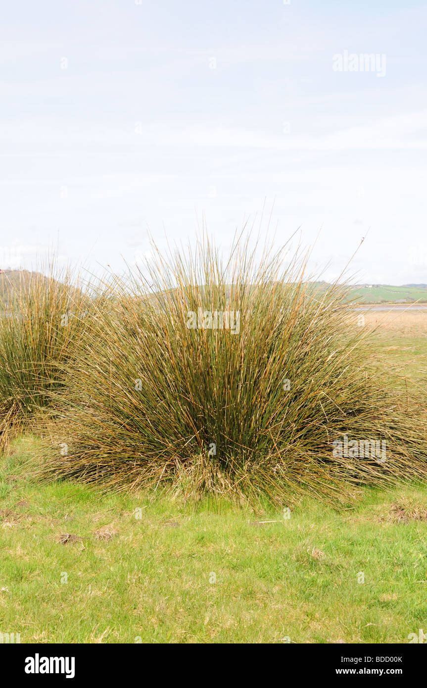 Sharp a fait Juncus acutus Llanstephan Beach Carmarthenshire Wales Cymru UK GO Banque D'Images