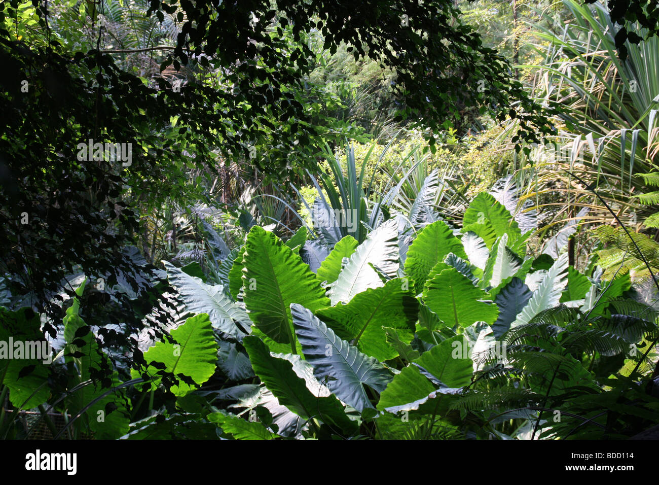 La forêt tropicale luxuriante jungle world. Banque D'Images