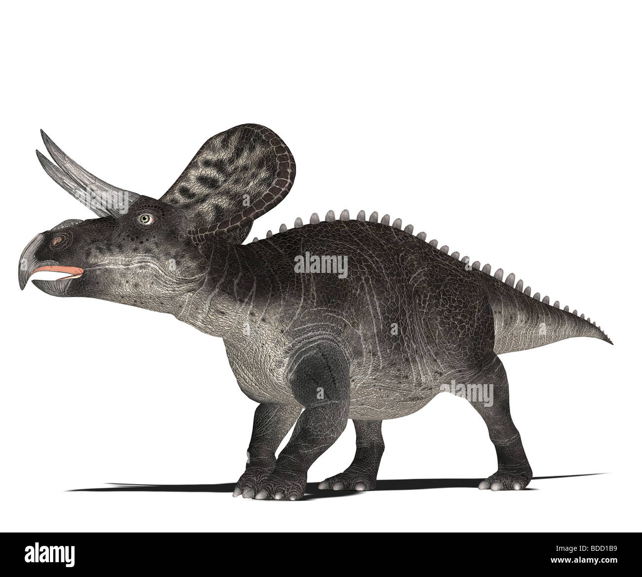 Zuniceratops dinosaure Banque D'Images