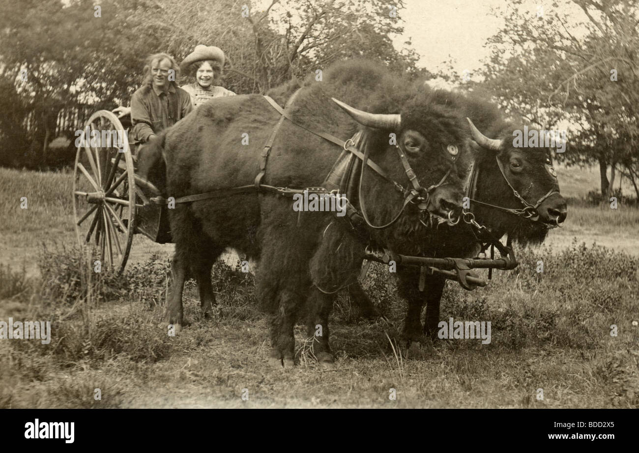 Couple Driving Chariot Buffalo Banque D'Images