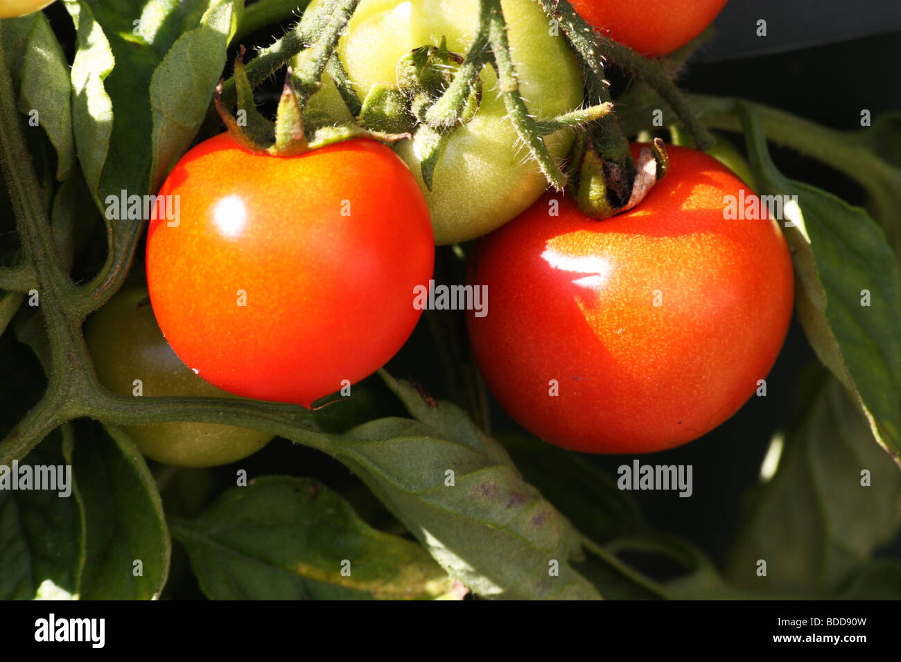Le mûrissement des tomates sur la plante Banque D'Images