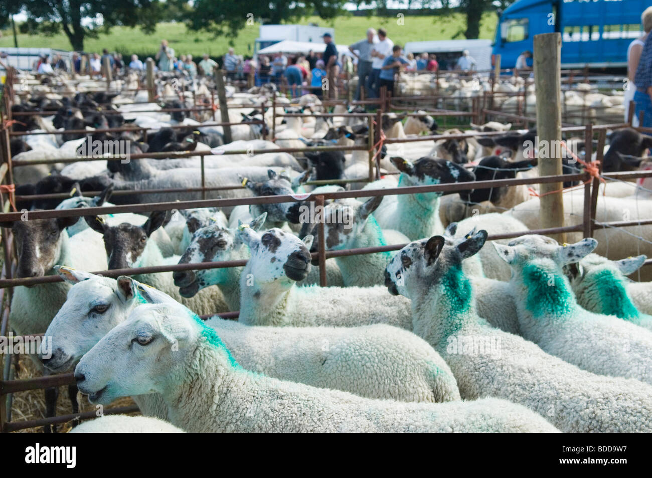 Priddy Sheep Fair Mendip Hills Somerset Royaume-Uni. Les moutons encens le bétail avec un colorant vert distinctif montrant la propriété. HOMER SYKES des années 2000 Banque D'Images