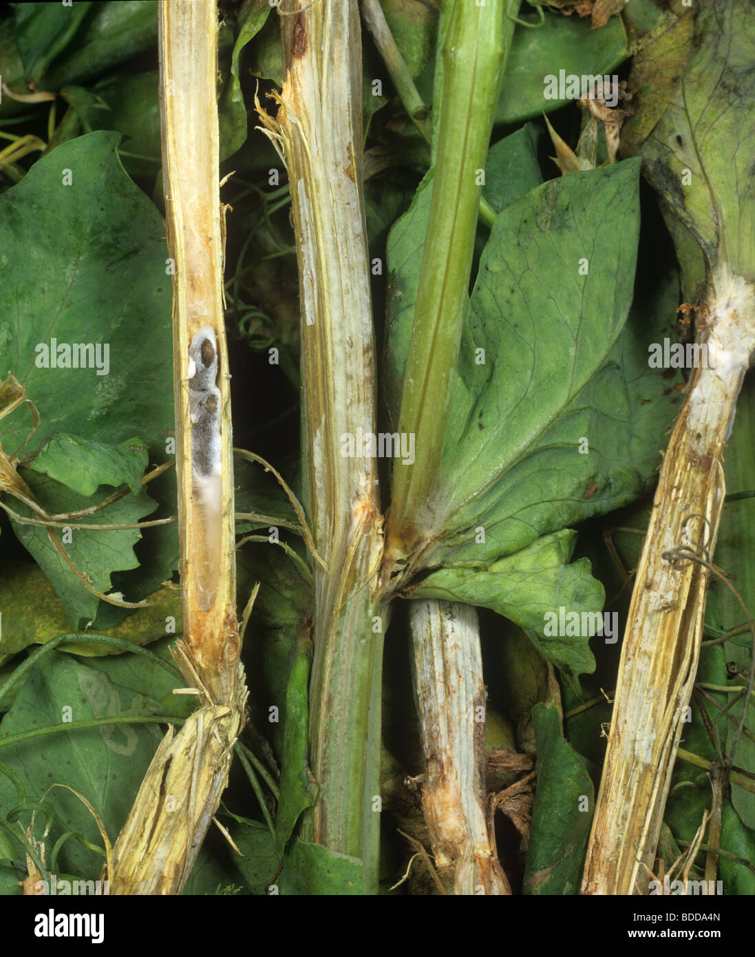 La pourriture de la tige (Sclerotinia sclerotiorum) blanchis les tiges infectées et les sclérotes sur plantes de pois Banque D'Images