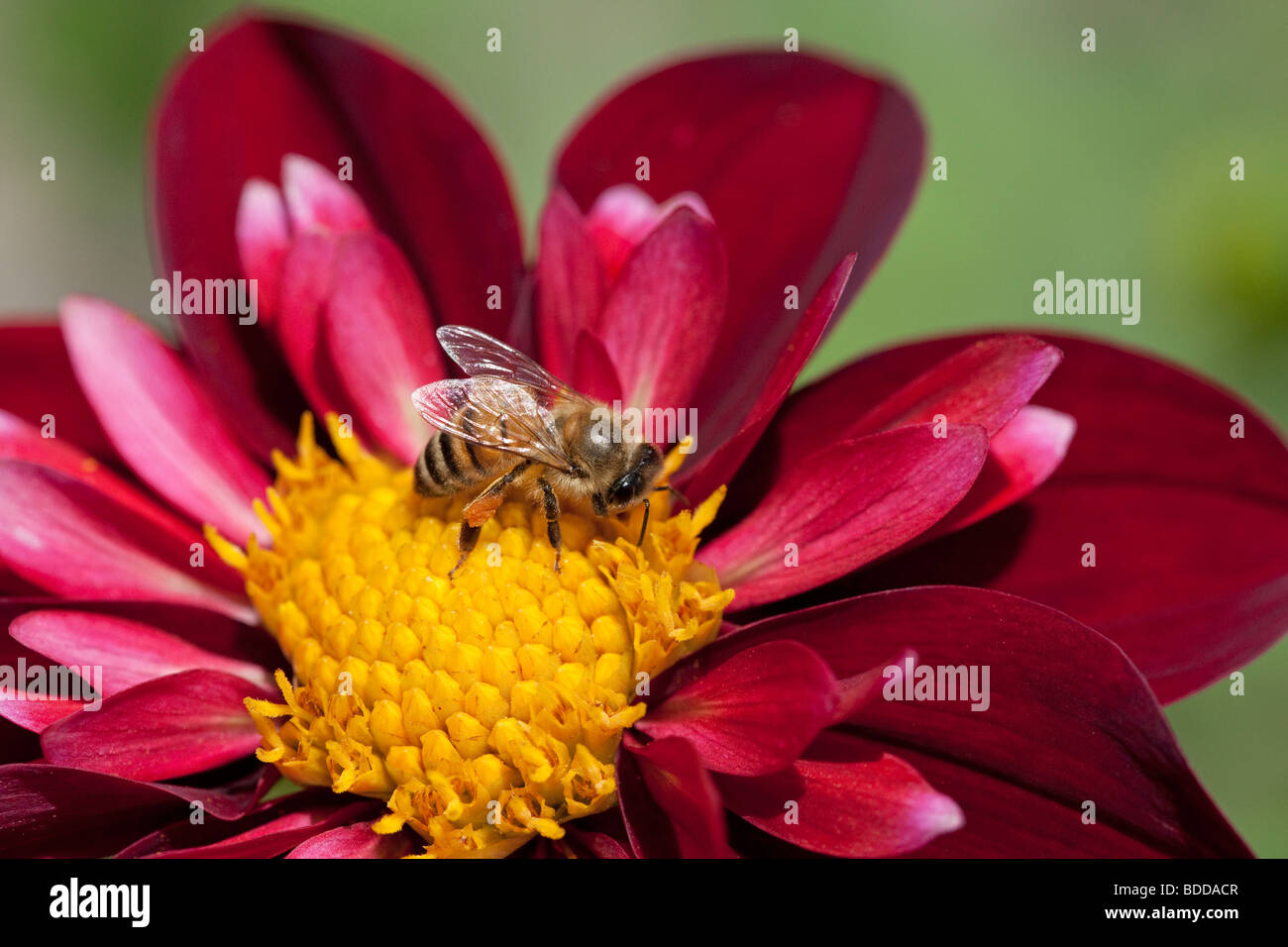 Abeille sur fleur Banque D'Images