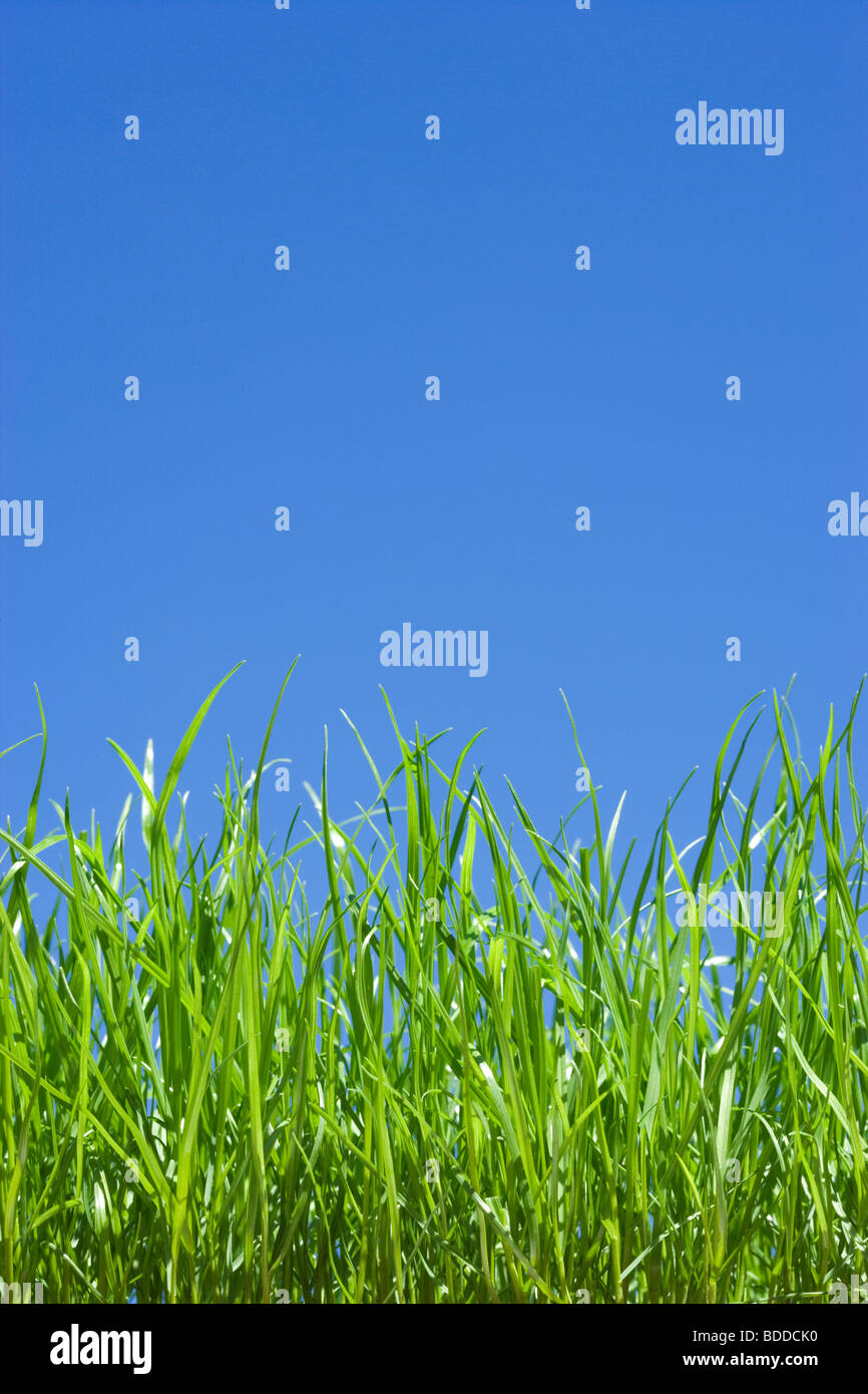 L'herbe, low angle contre le ciel bleu Banque D'Images