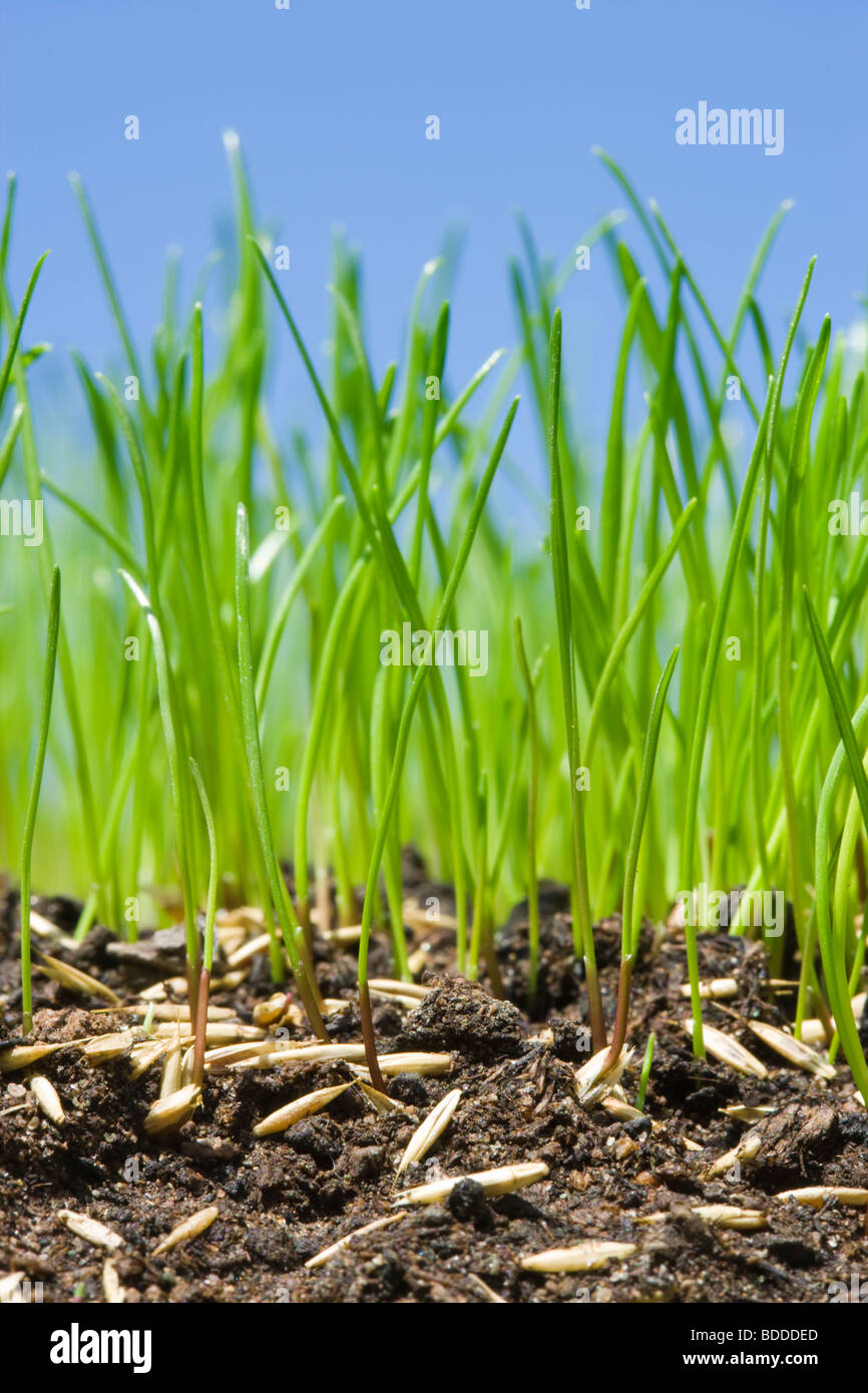 La germination des semences de gazon pour rendre la pelouse. Banque D'Images