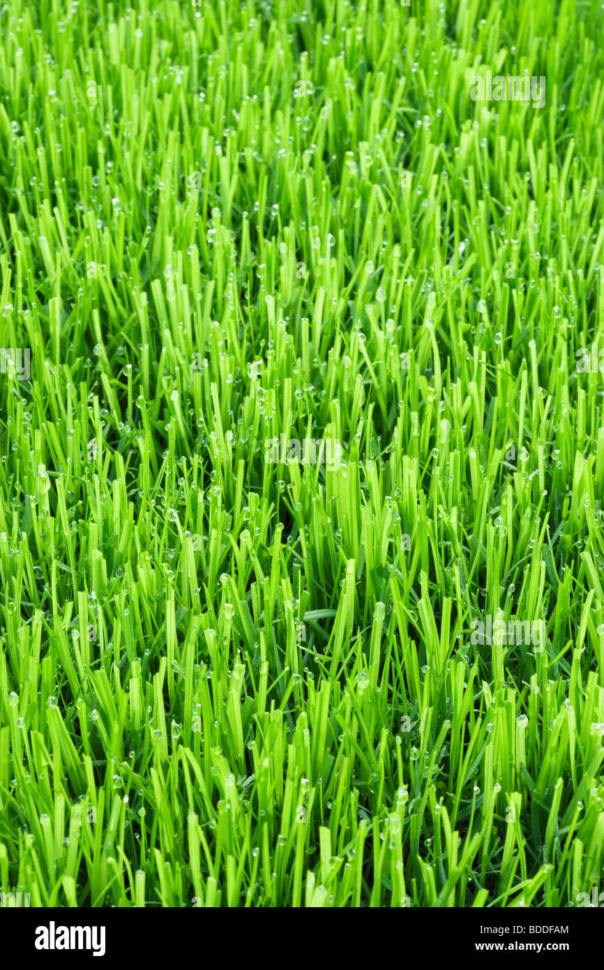 L'herbe de la pelouse avec des gouttelettes d'eau Banque D'Images