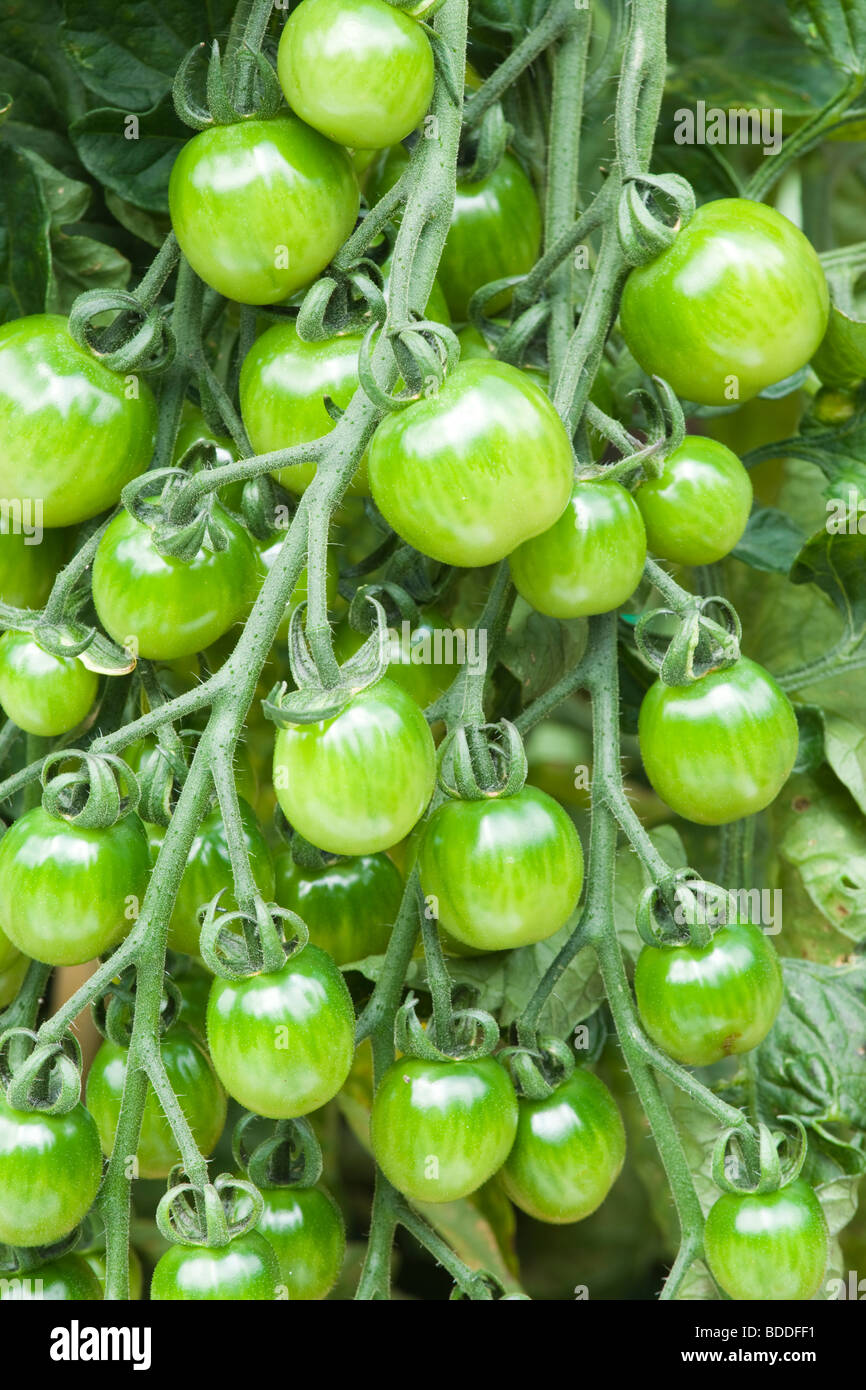 Les tomates non mûres. Banque D'Images