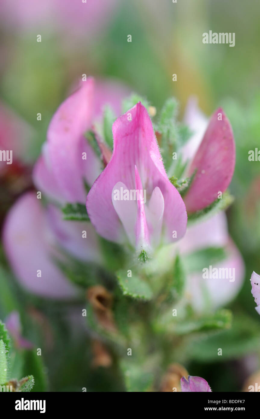 Common Restharrow (Ononis repens) Banque D'Images