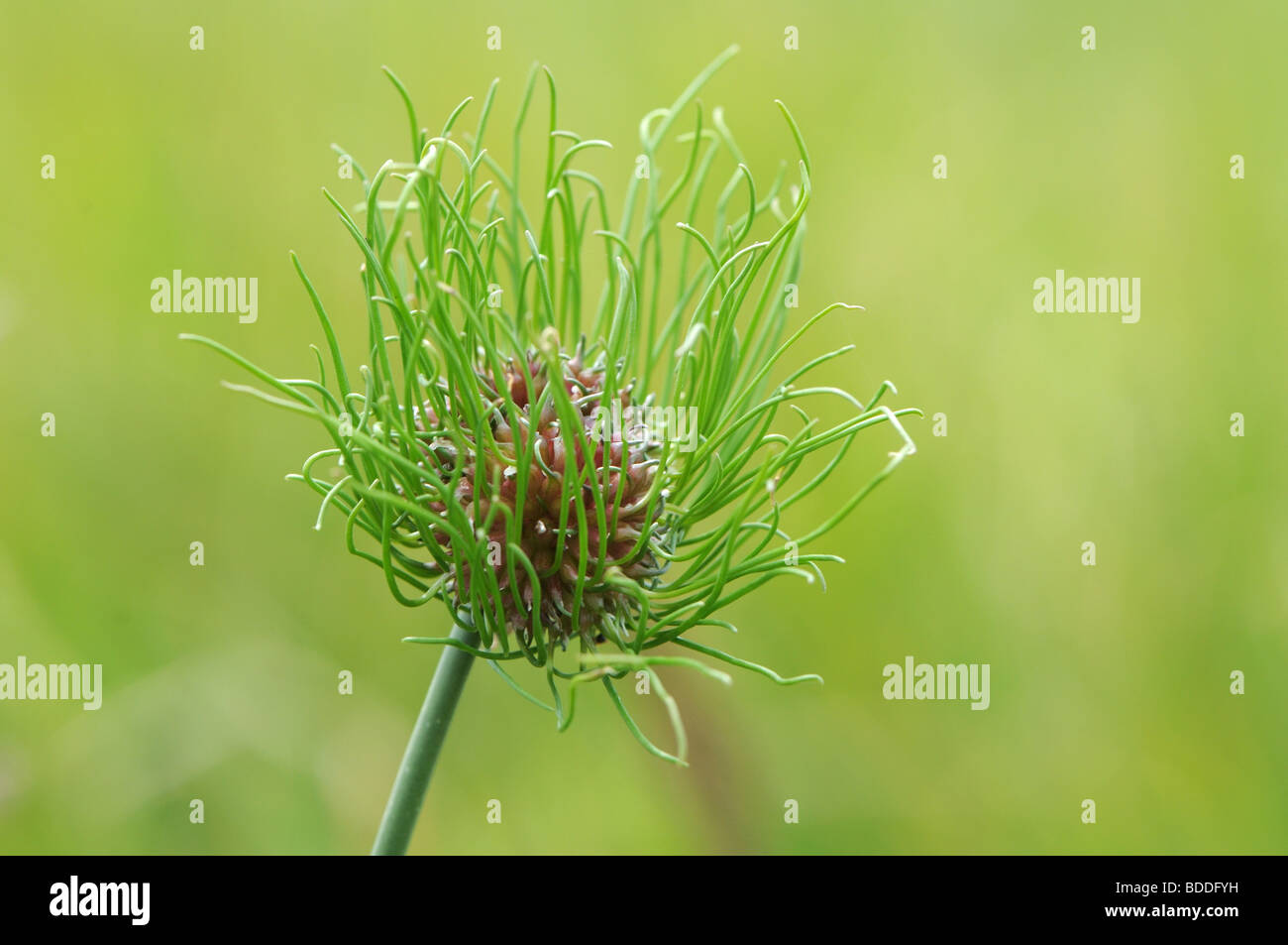 Oignon (Allium vineale sauvage var compactum) Banque D'Images