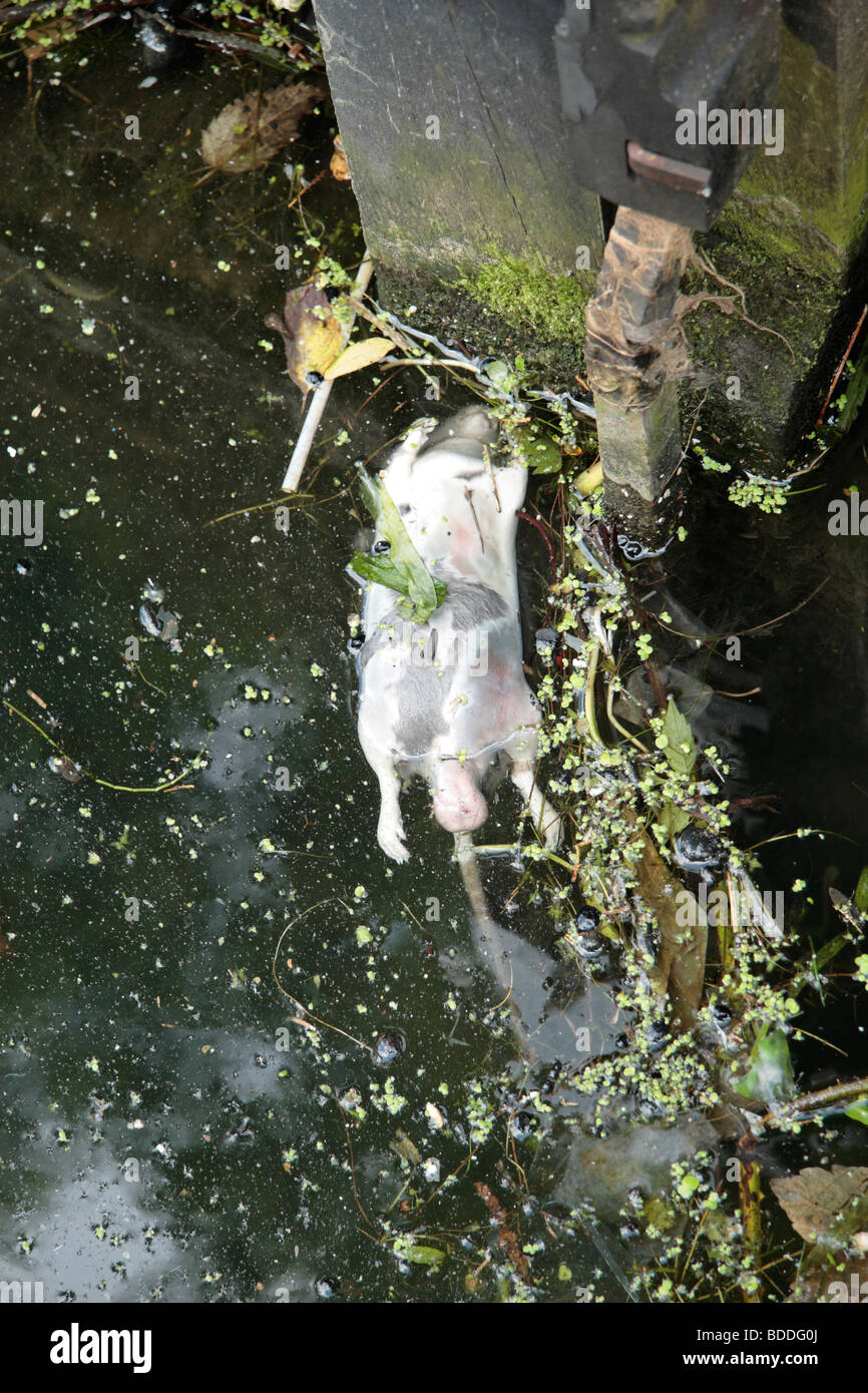 Un rat mort flottant dans le Grand canal à écluses Hanwell, à l'ouest de Londres, Royaume-Uni. Banque D'Images