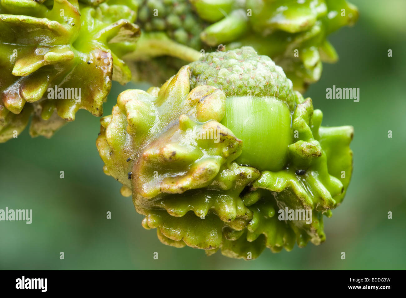 Knopper des galles sur les glands. UK Banque D'Images