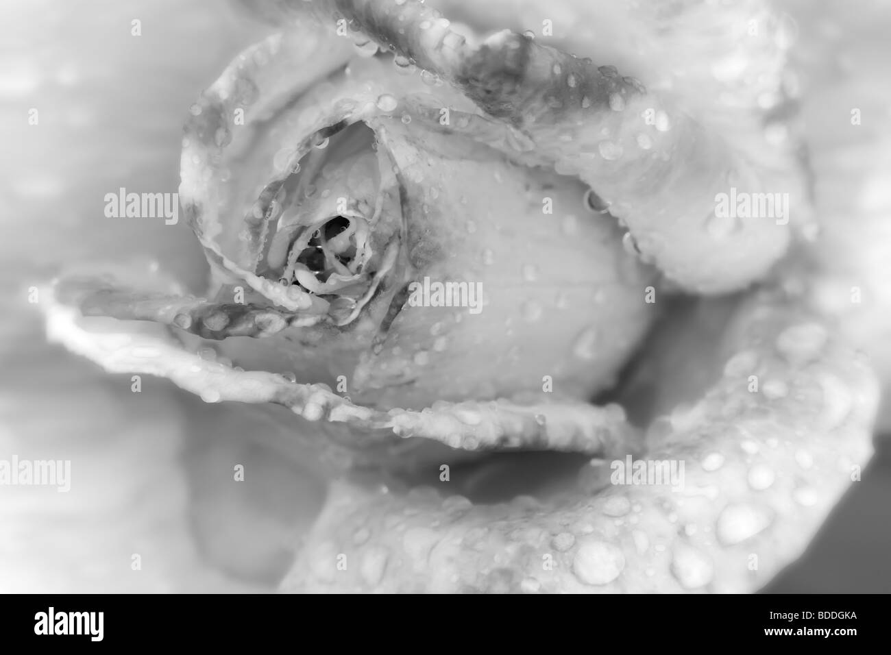 Close up of Helen Naude Rose après la pluie de l'automne. Heirloom Gardens, St Paul, Oregon. Banque D'Images