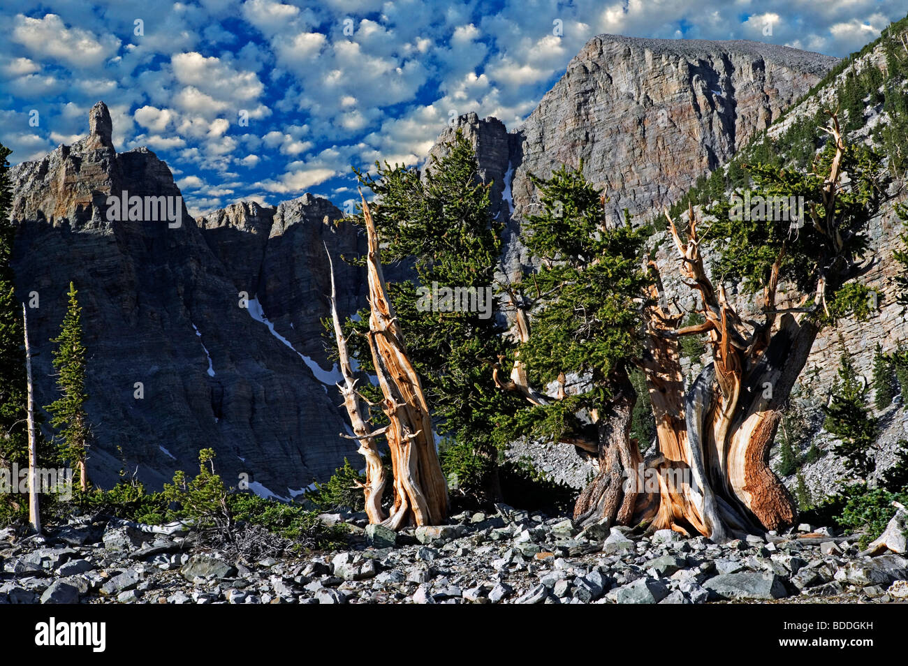 Bristlecone Pine et Wheeler Peak. Le Parc National du Grand Bassin, Nevada (Cette image a eu un sky ajouté) Banque D'Images