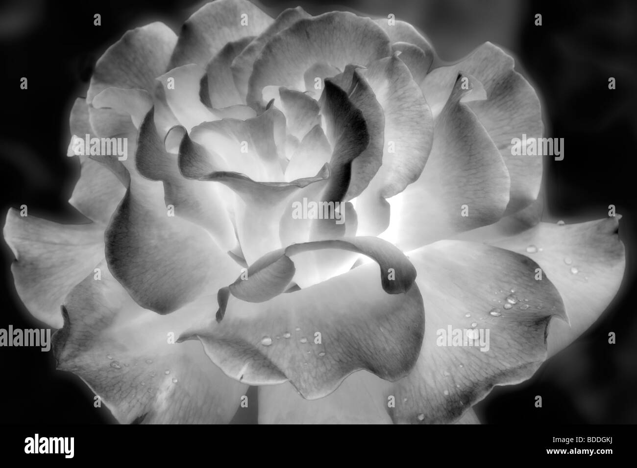 Rose de la paix. Heirlom Rose Garden. St Paul, Oregon Banque D'Images