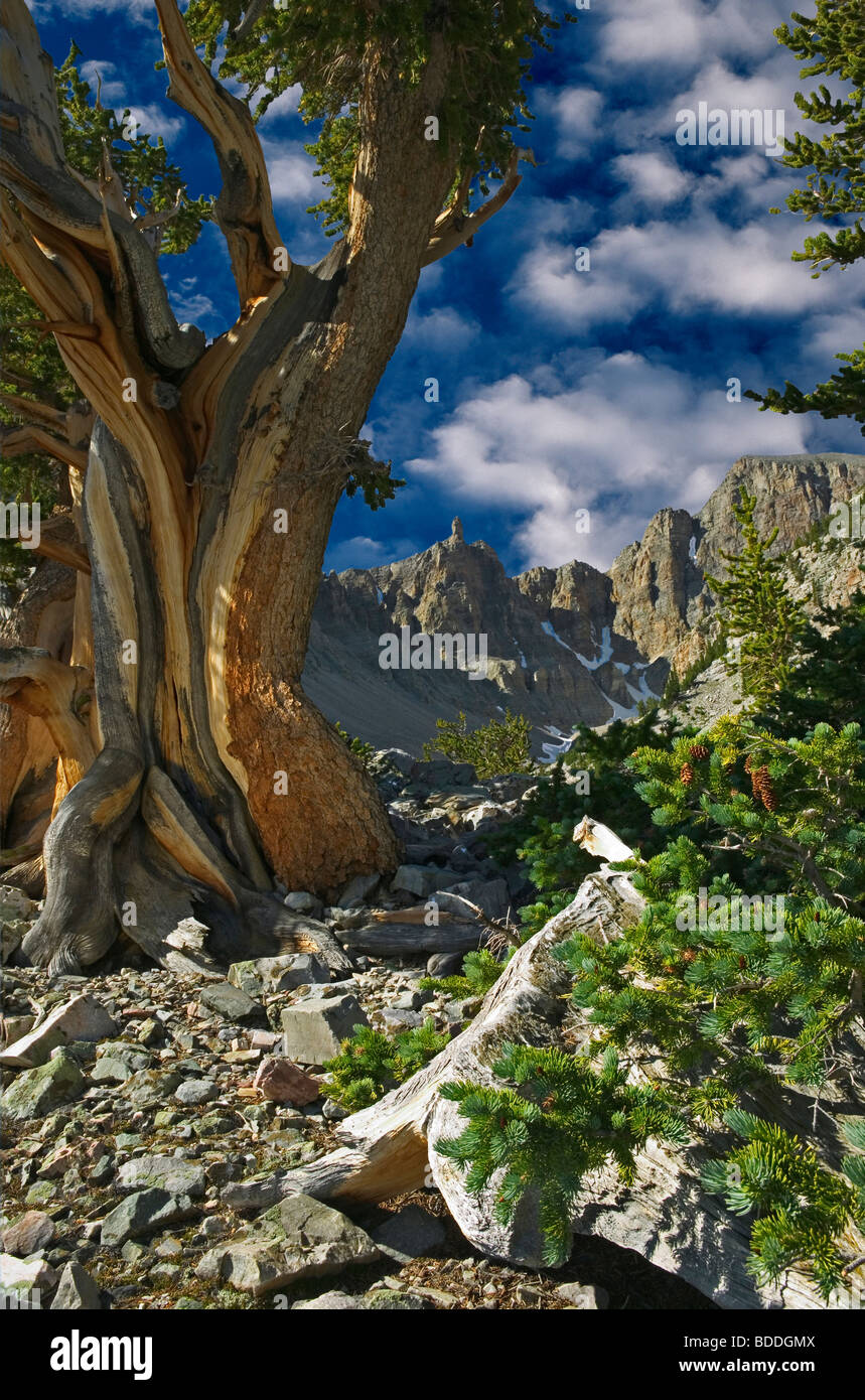 Close up de Bristlecone Pine et Wheeler Peak. Le Parc National du Grand Bassin, Nevada (Cette image a eu un sky ajouté) Banque D'Images