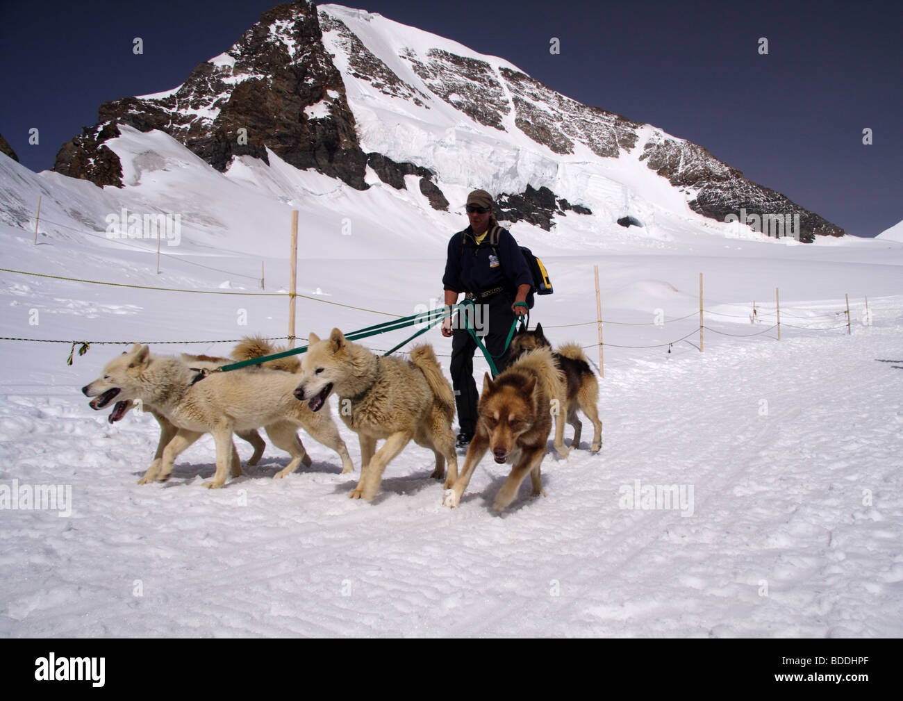 Groenland Sled-Dog , Jungfraujoch, Oberland Bernois, Suisse Banque D'Images