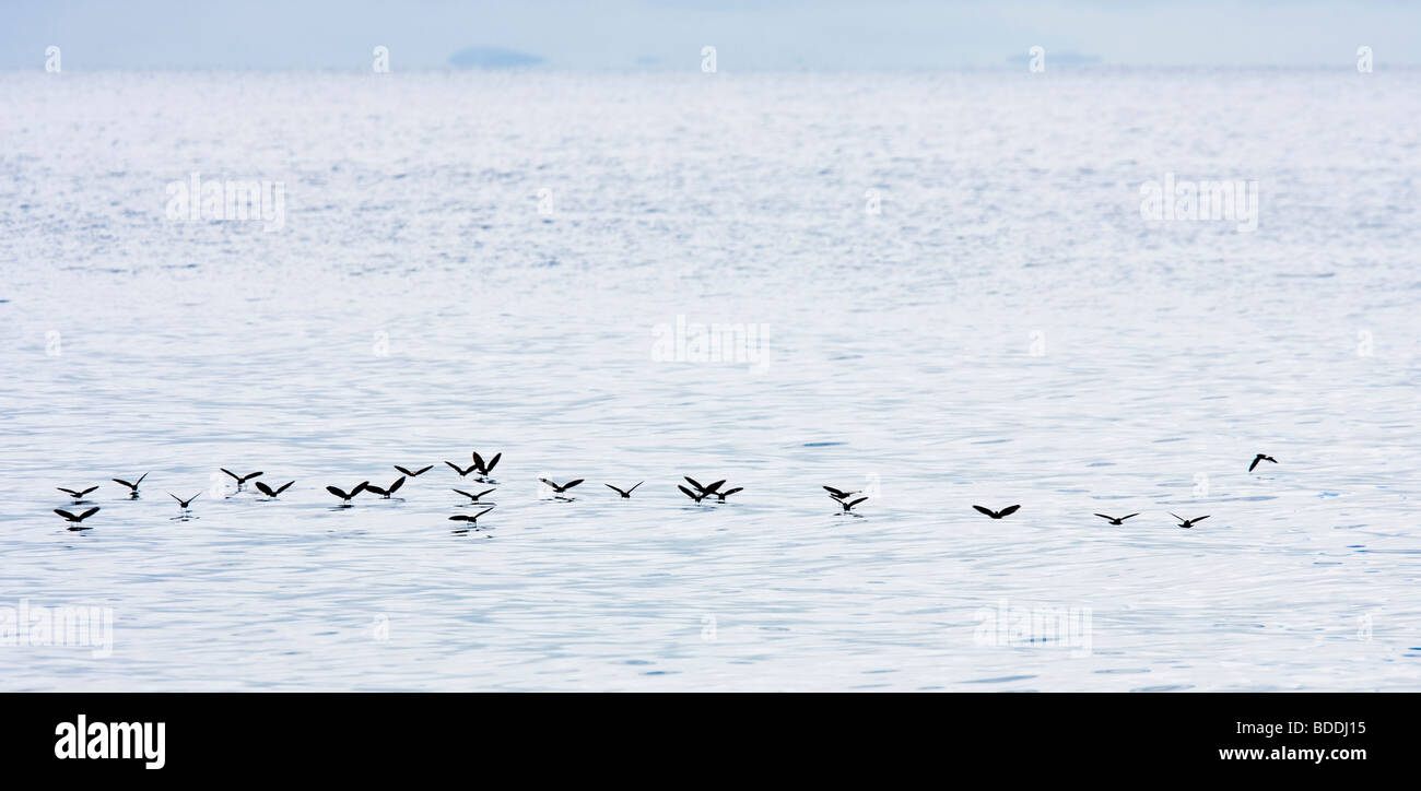 Les Puffins Galapagos danser sur la surface de l'eau au large de la côte de l'île de Bartolome (Barthélemy). Banque D'Images