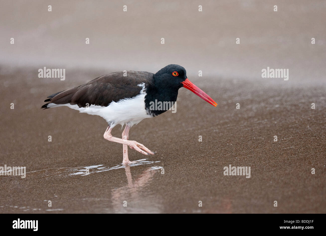 Huîtrier d'Amérique une promenade le long de la rive de l'île de Bartolome (Barthélemy), près de Pinnacle Rock, à la recherche de nourriture. Banque D'Images