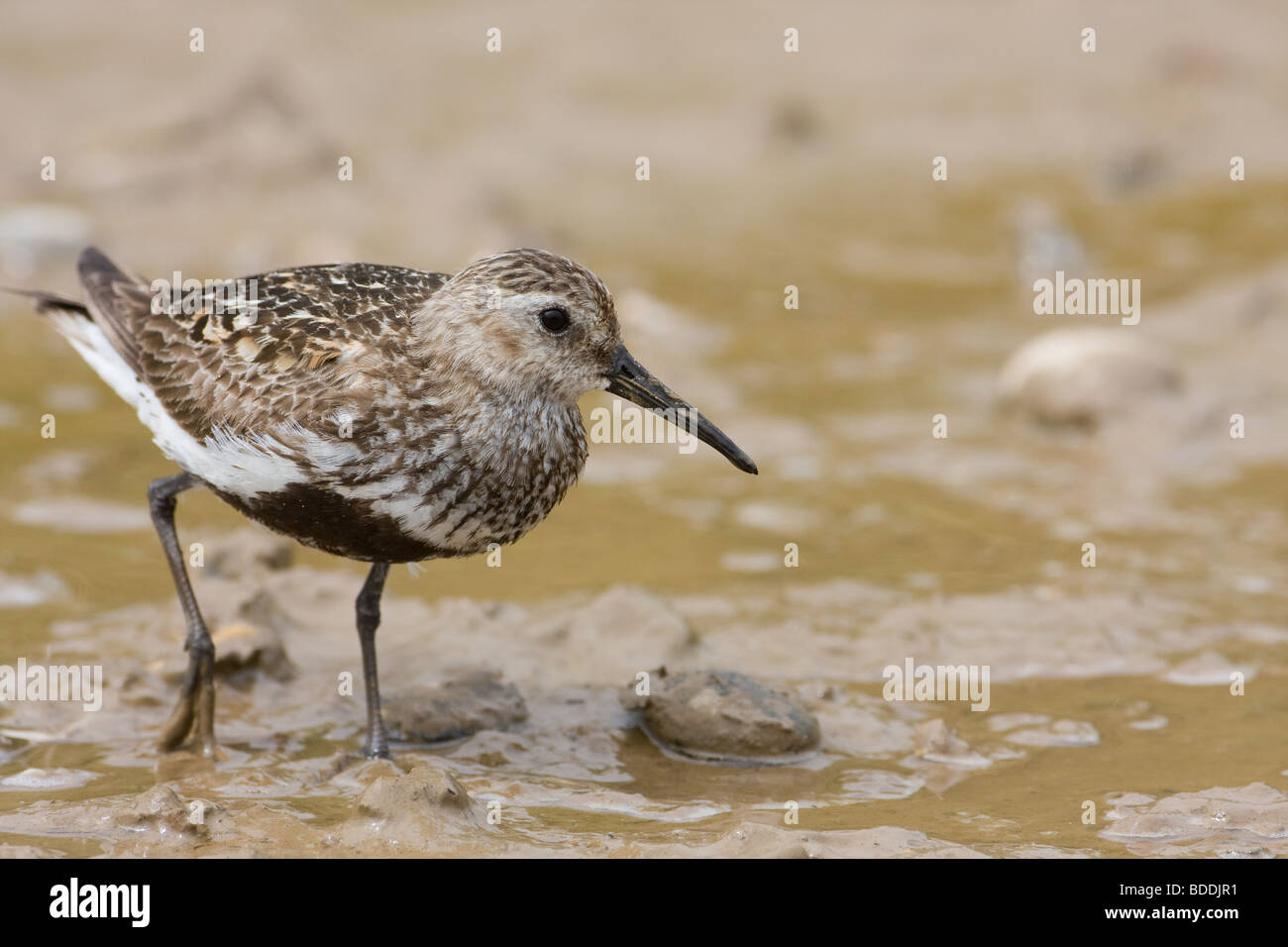 Bécasseau variable, Calidris alpina, Norfolk, Royaume-Uni. Banque D'Images