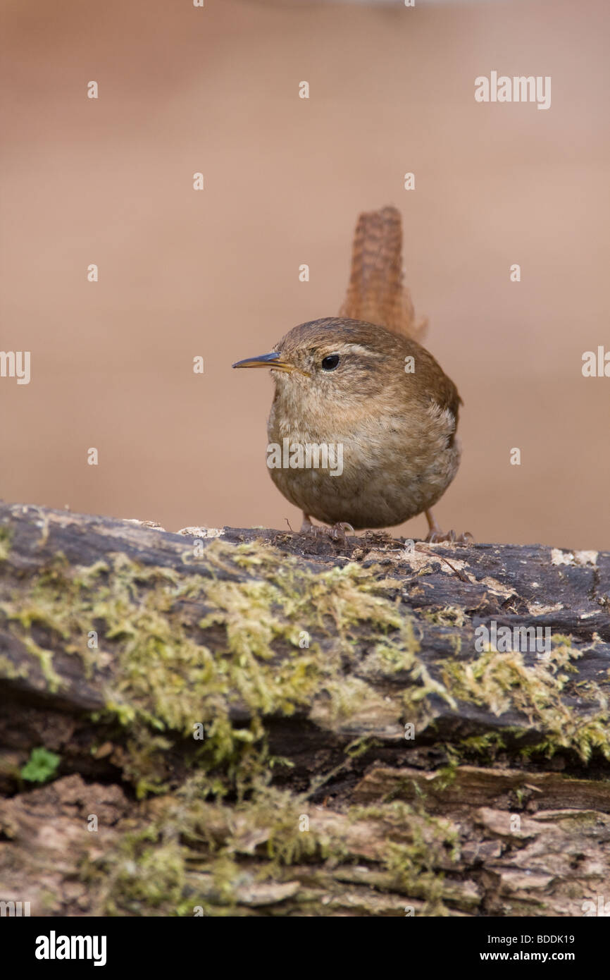 Troglodyte mignon Troglodytes troglodytes, Norfolk, UK Banque D'Images