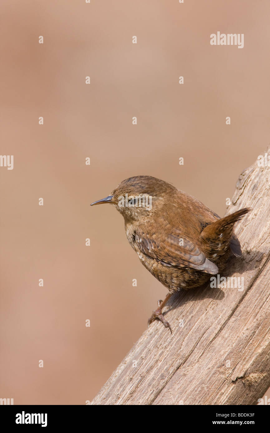Troglodyte mignon Troglodytes troglodytes, Norfolk, UK Banque D'Images