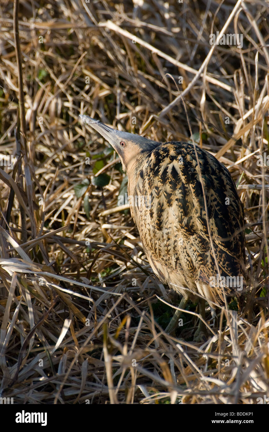 Butor étoilé Botaurus stellaris, Norfolk, UK Banque D'Images