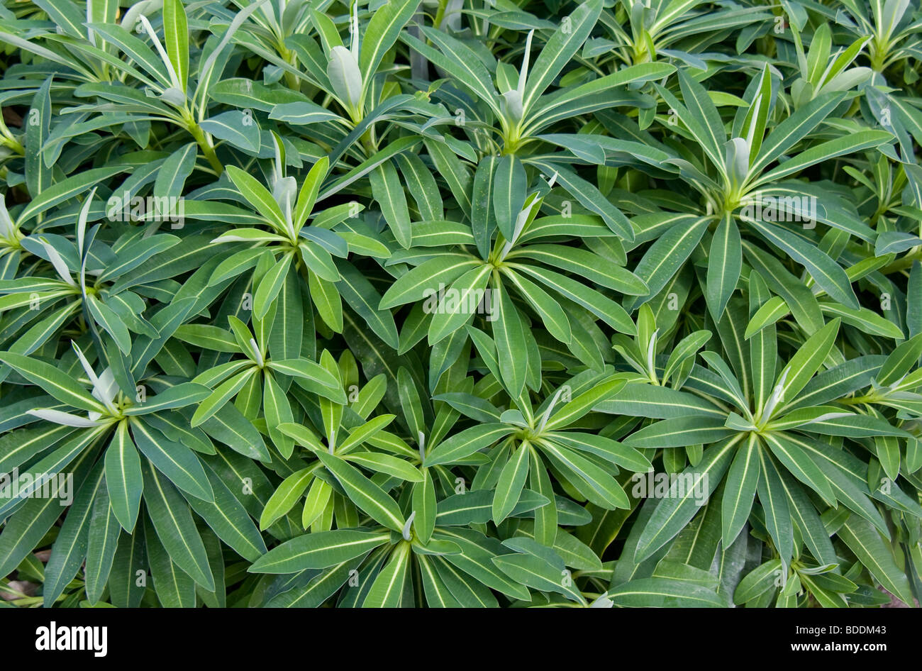 Euphorbia x pasteurii feuillage Banque D'Images