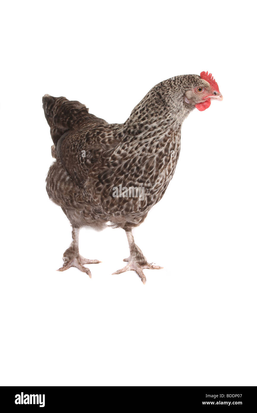 Un poulet gris de Californie photographié sur fond blanc Banque D'Images