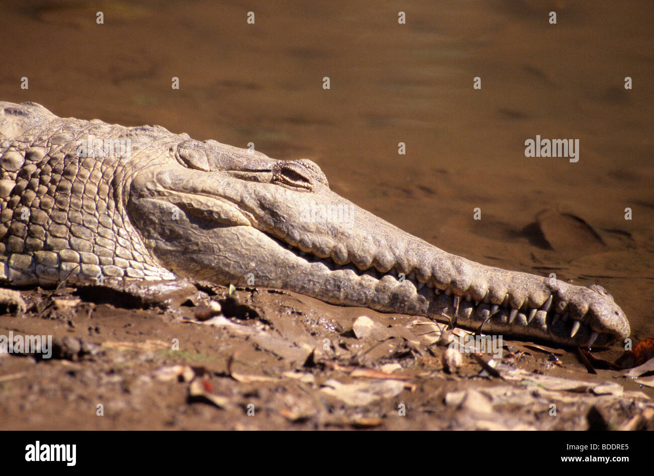 Crocodile d'eau douce, Windjana Gorge, Kimberlies, Australie occidentale. Banque D'Images