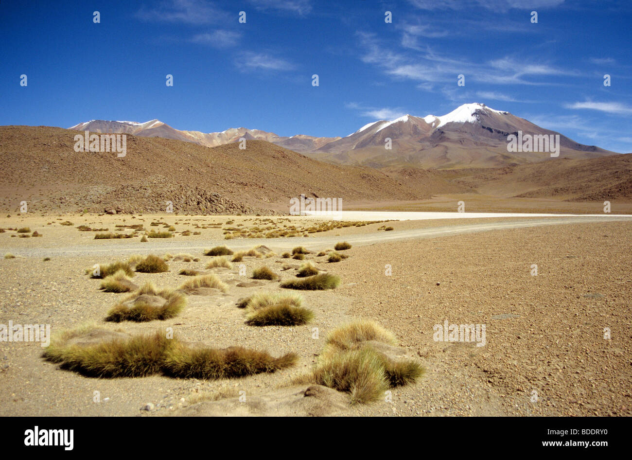 Quelques buissons s'accrocher à certains de l'humidité du sous-sol au-dessous des volcans éteints dans le désert de haute altitude du sud-ouest de la Bolivie. Banque D'Images