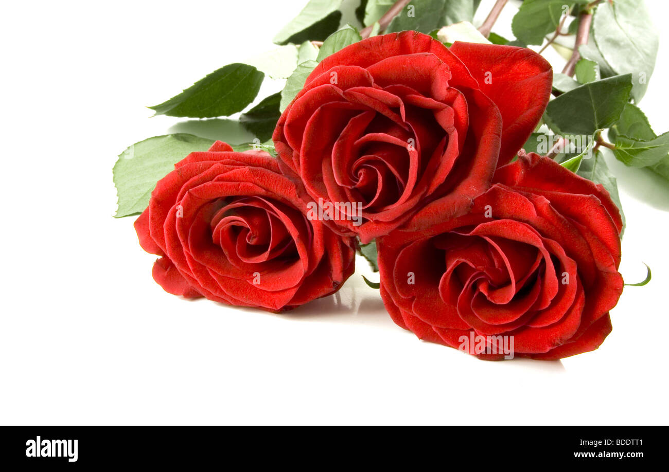 Gros plan sur une des roses rouges Banque D'Images