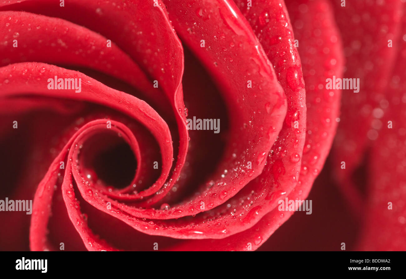 rose rouge Banque D'Images