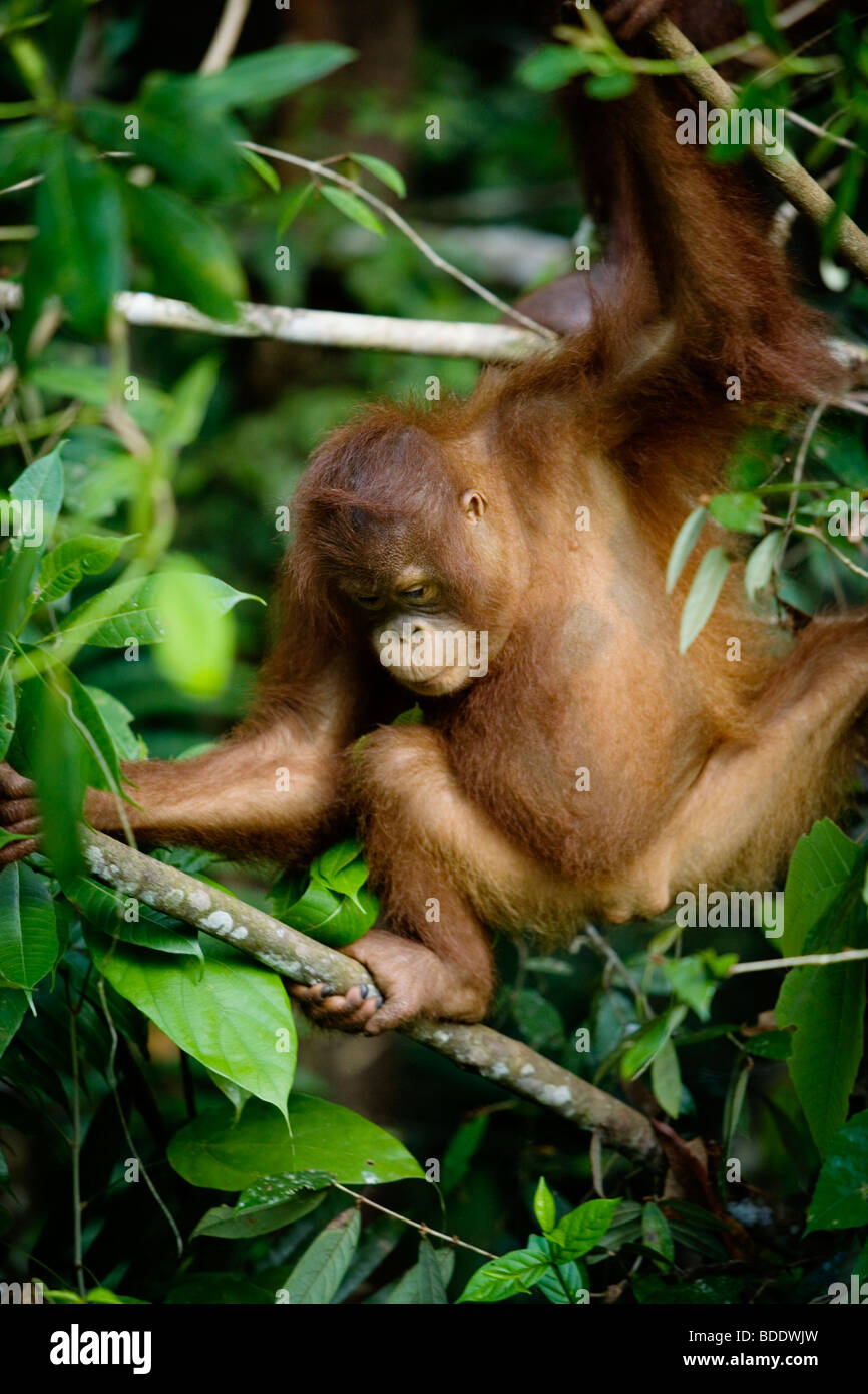 Bébé orang-outan semi-sauvages dans la région de Semenggoh Centre de réadaptation, Sarawak, Bornéo, Malaisie. Banque D'Images