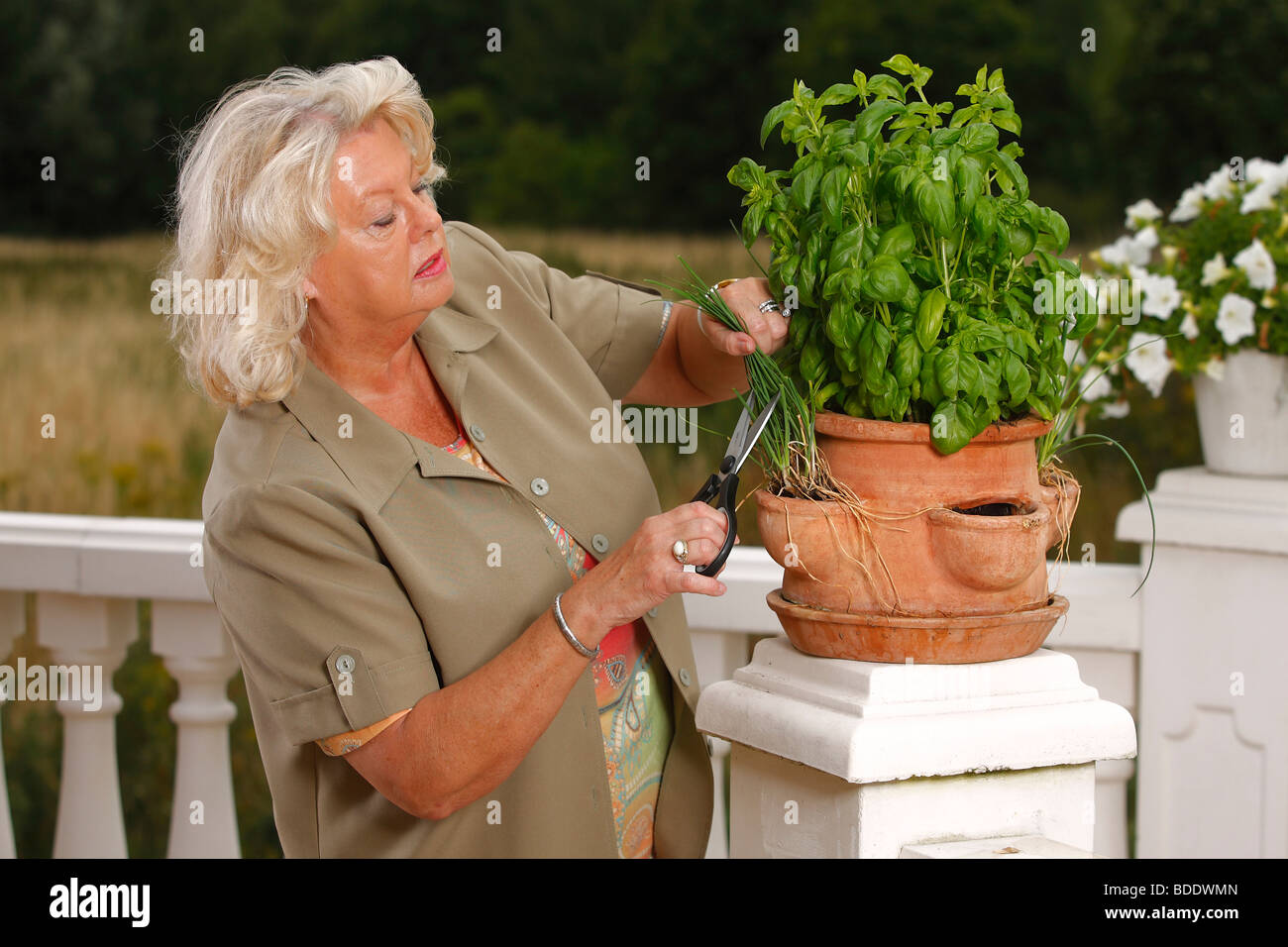 Coupe femme / ciboulette (Allium schoenoprasum) Banque D'Images