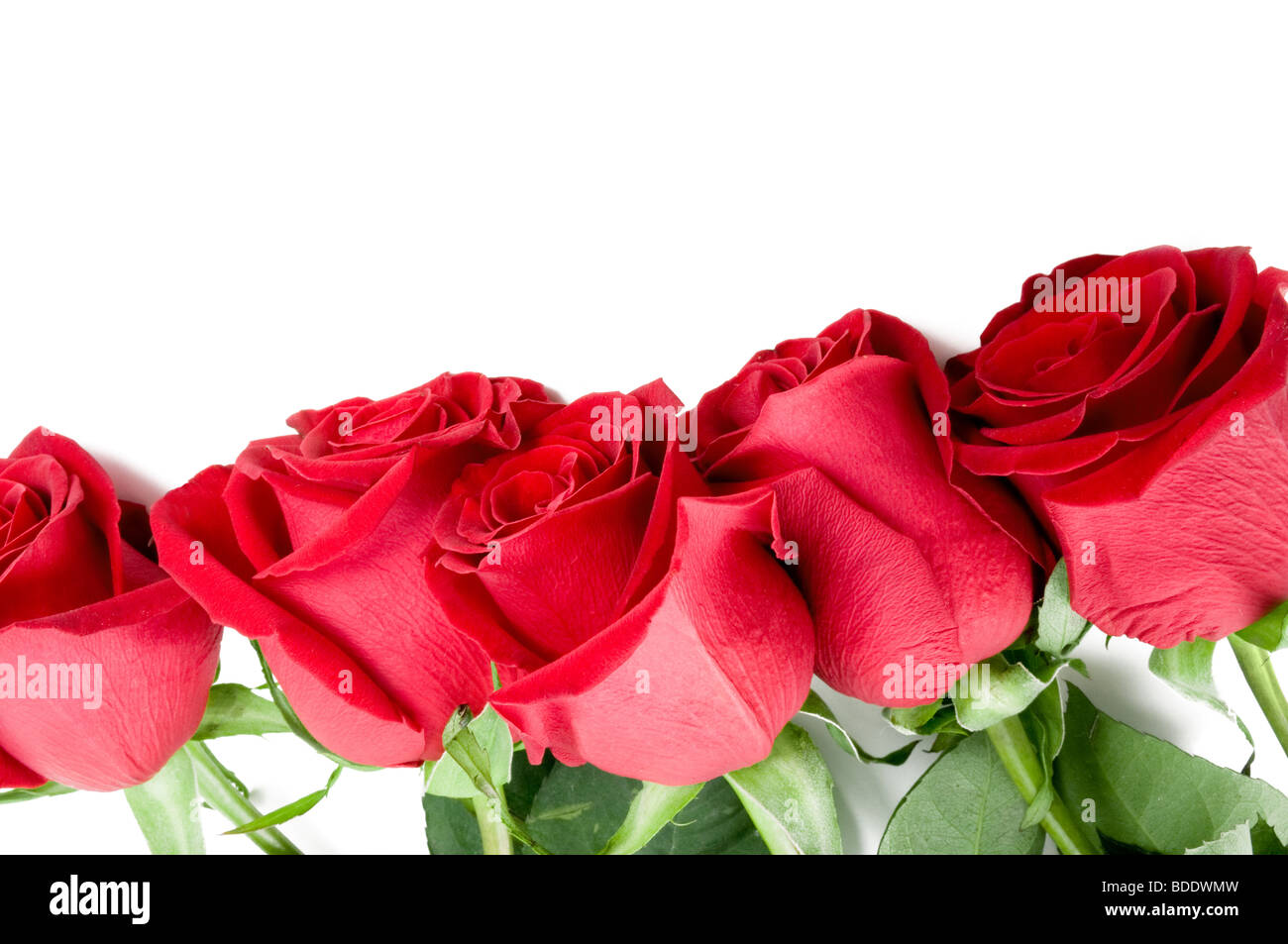 De belles roses blanches sur la frontière Banque D'Images