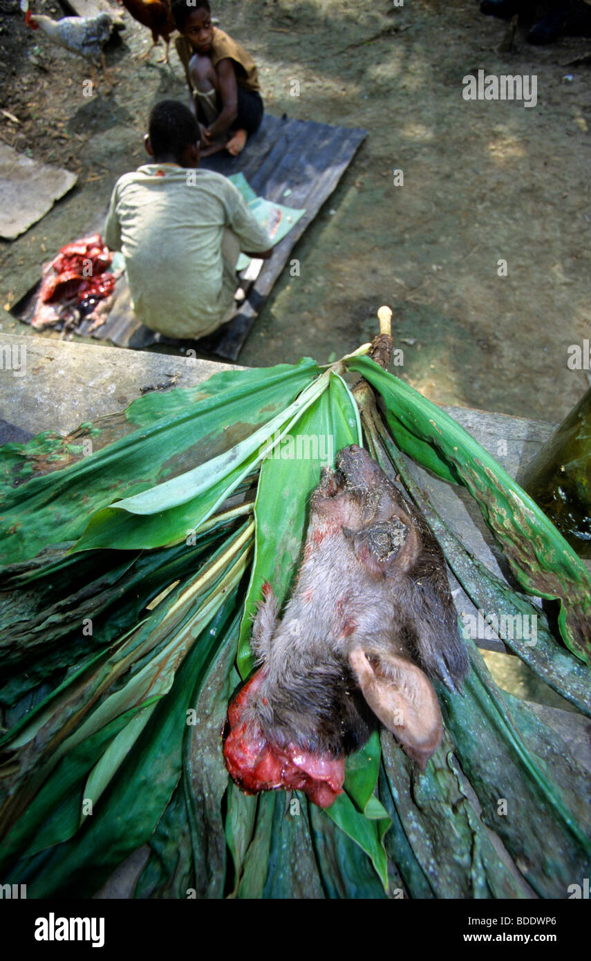 Une paire de Pygmées Baka butcher la carcasse d'un retrouvé mort antilope des forêts pour manger. Dans la forêt de l'Ivindo bassin. Le Gabon. Banque D'Images