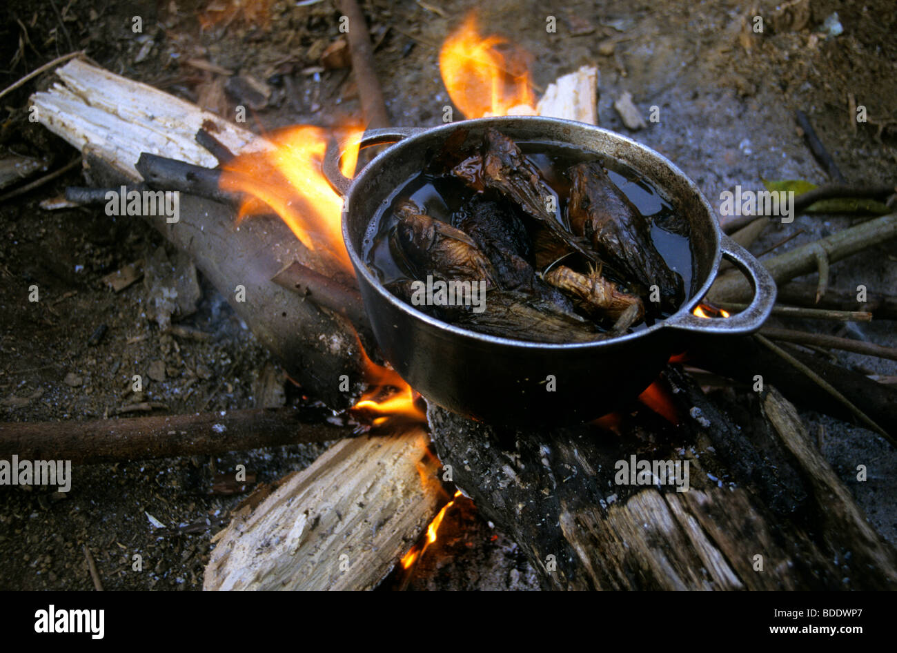 La cuisson des poissons de la rivière dans un village pygmée dans la forêt tropicale à la frontière du Gabon et du Congo, en Afrique centrale. Banque D'Images