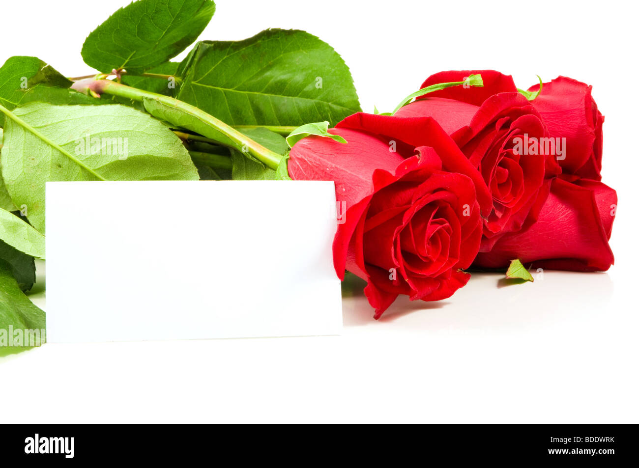 Un bouquet de roses avec une carte vierge pour les félicitations. Banque D'Images Un bouquet de roses avec une carte vierge pour les félicitations. Banque D'Images